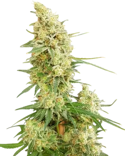 Gorilla Banana