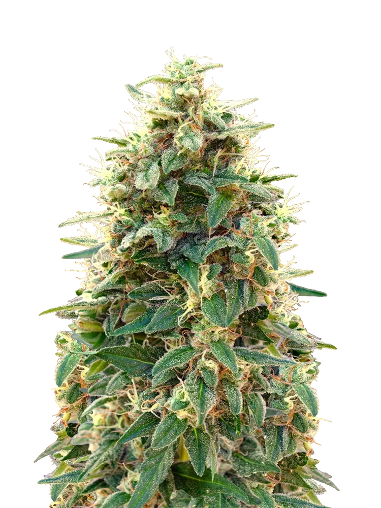 00 Cheese Auto | AUTOFEM | 00 Seeds