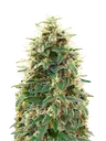 00 Cheese Auto | AUTOFEM | 00 Seeds