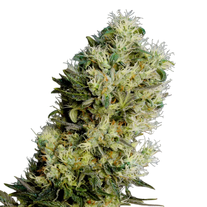 Amnesia Bilbo Auto – Produktansicht