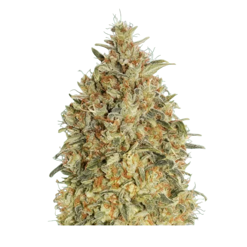 Gorilla Blue Auto | AUTOFEM | Advanced Seeds