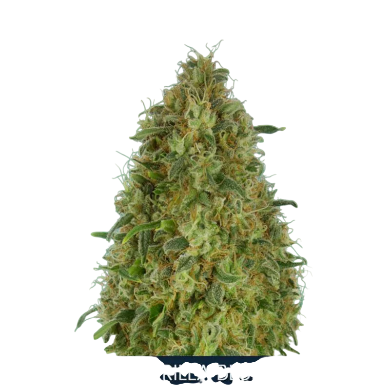 Gorilla Blue – Produktansicht