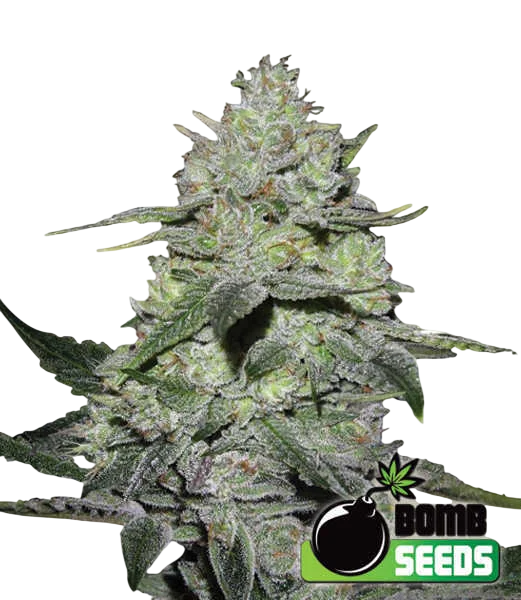 Gorilla Bomb – Produktansicht