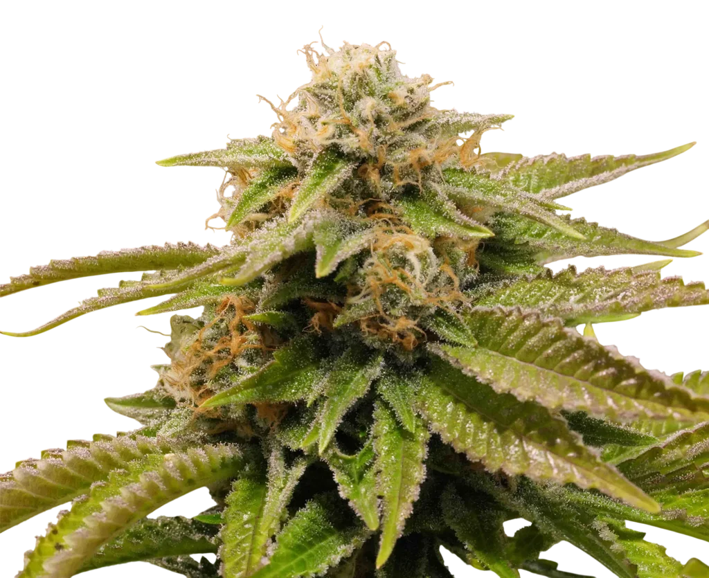 Gorilla Breath – Produktansicht