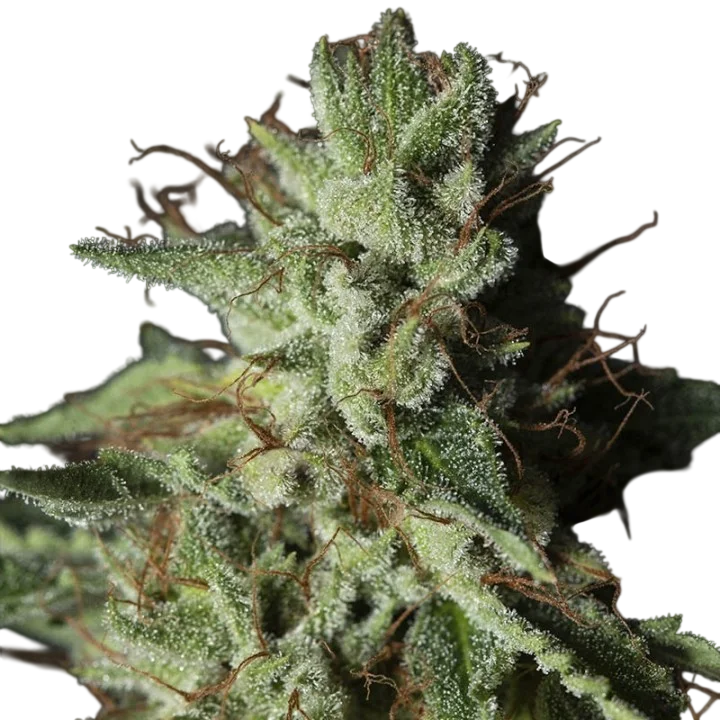 Gorilla Candy – Produktansicht