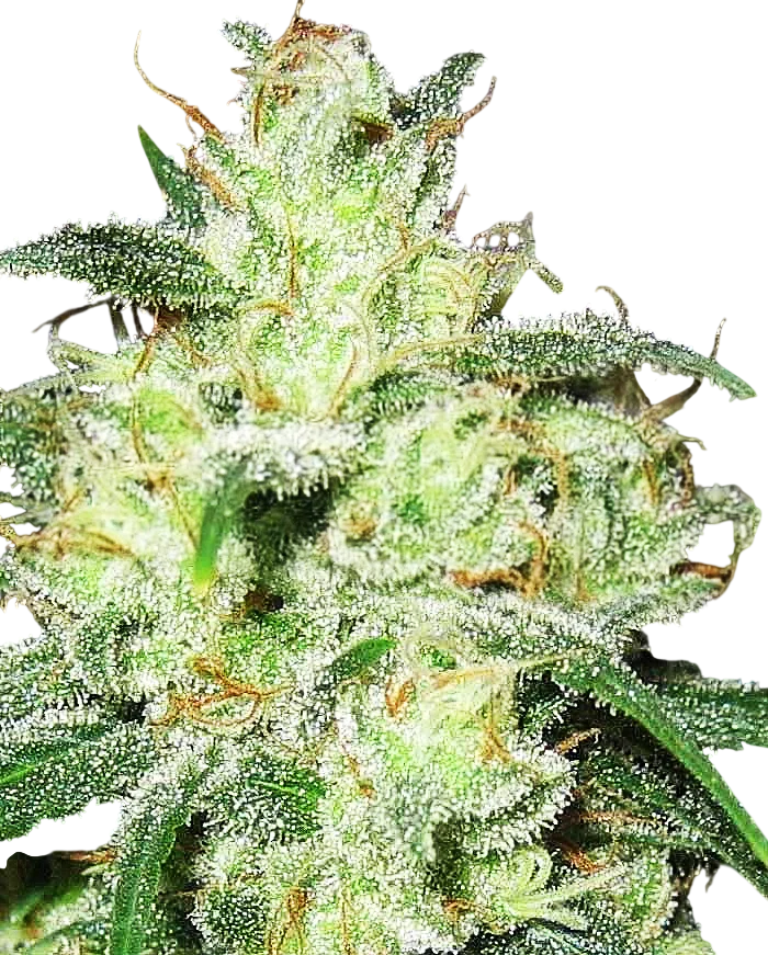 Gorilla Cheese – Produktansicht