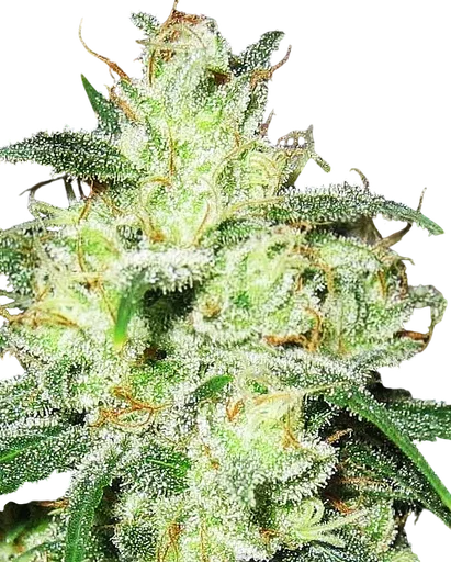 Gorilla Cheese