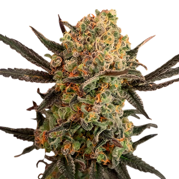 Gorilla Cookies Auto – Produktansicht