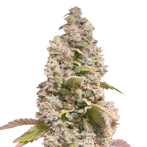 Gorilla Cookies FAST – Produktansicht