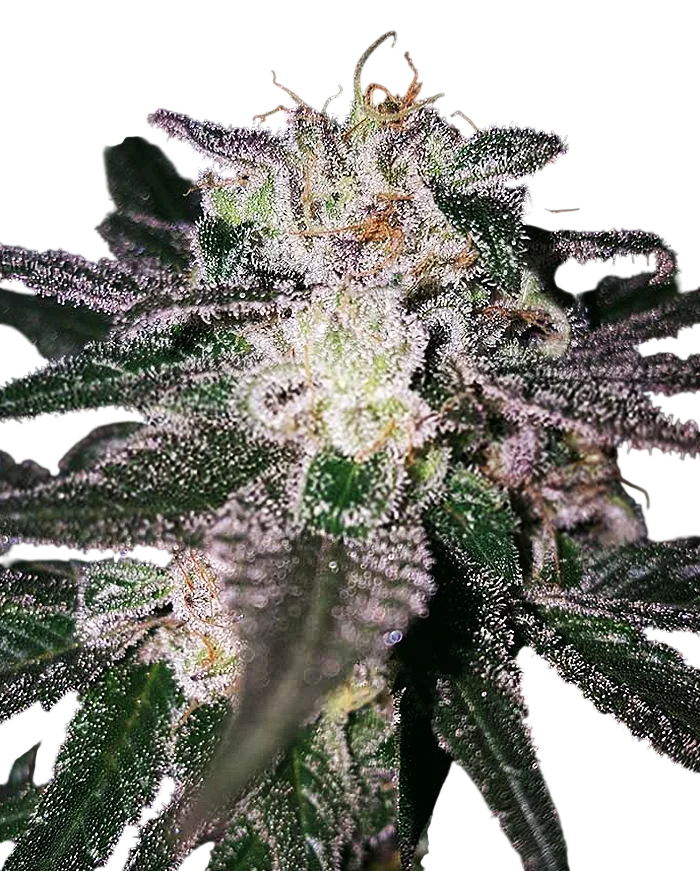Gorilla Cookies (Expert Seeds) – Produktansicht