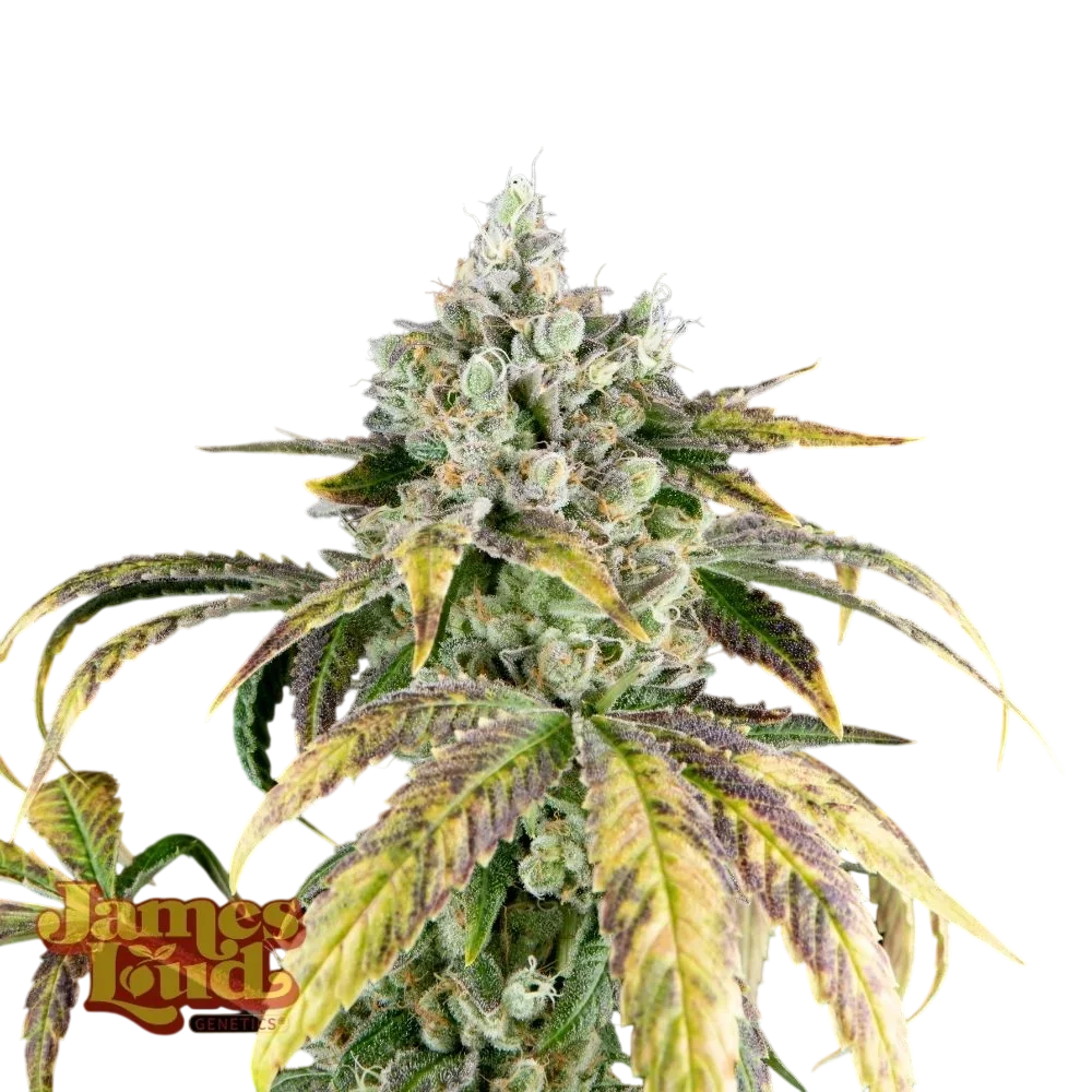 Gorilla Cookies OG Auto – Produktansicht