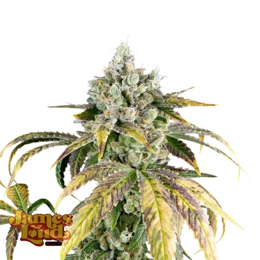 Gorilla Cookies OG Auto