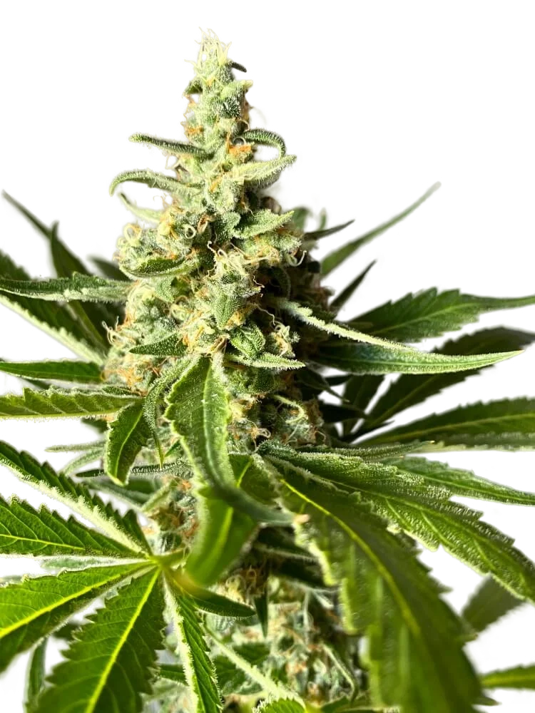 Amnesia FAST – Produktansicht