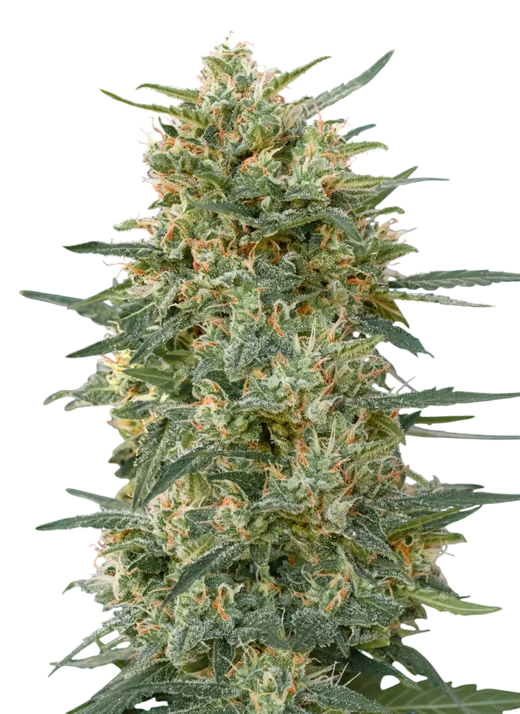 Gorilla FAST – Produktansicht