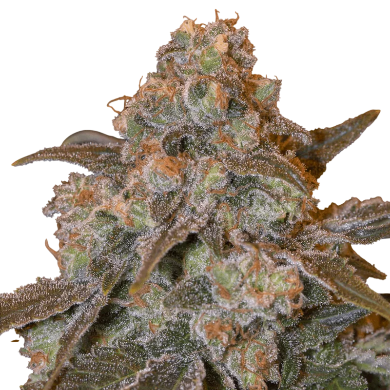 Gorilla Frost | PHOTOFEM | Silent Seeds