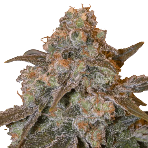 Gorilla Frost