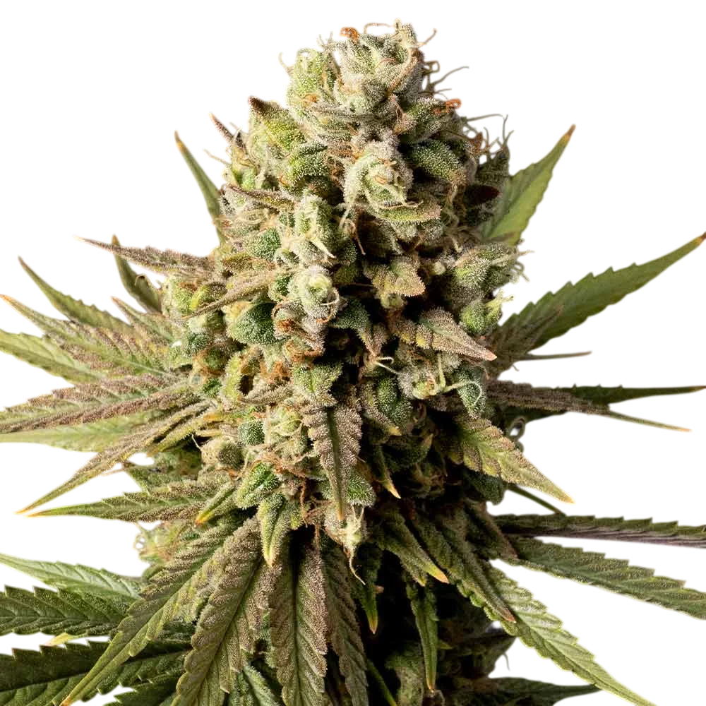 Gorilla Gas F1 Fast | PHOTOFEM | Seedsman