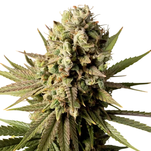 Gorilla Gas F1 Fast
