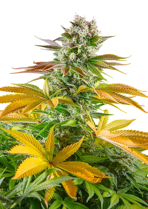 Gorilla Girl F1 FAST – Produktansicht