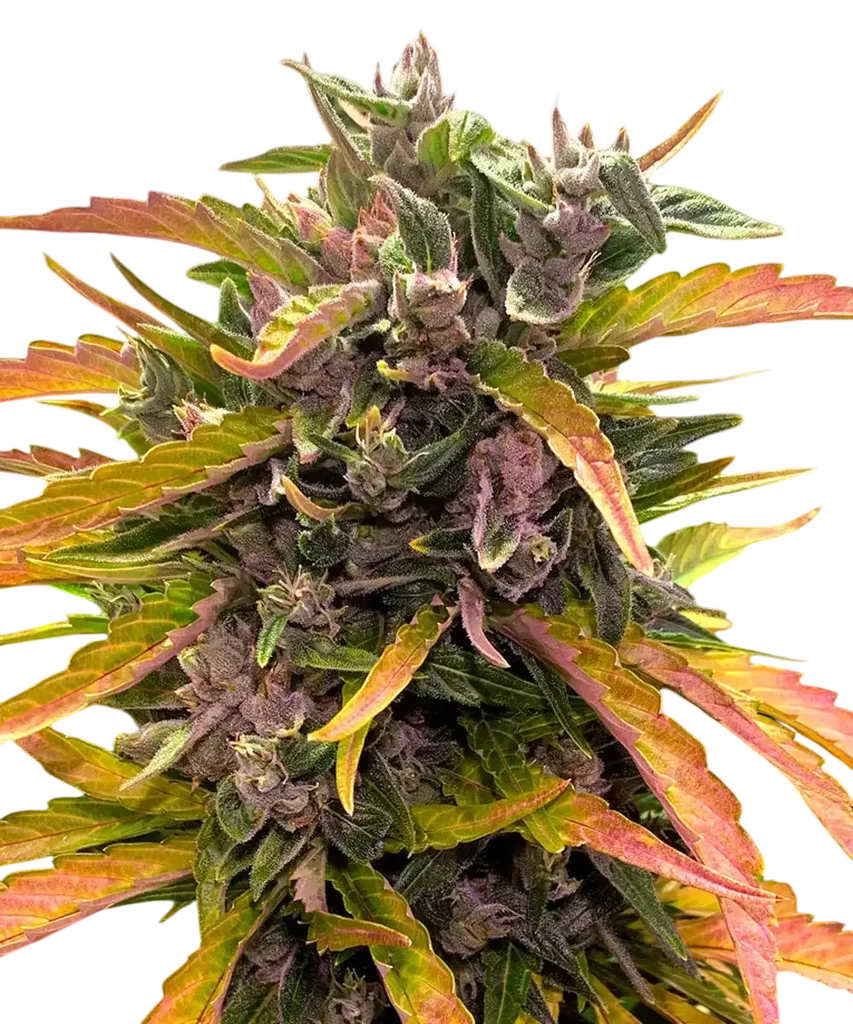 Gorilla Glue Auto – Produktansicht