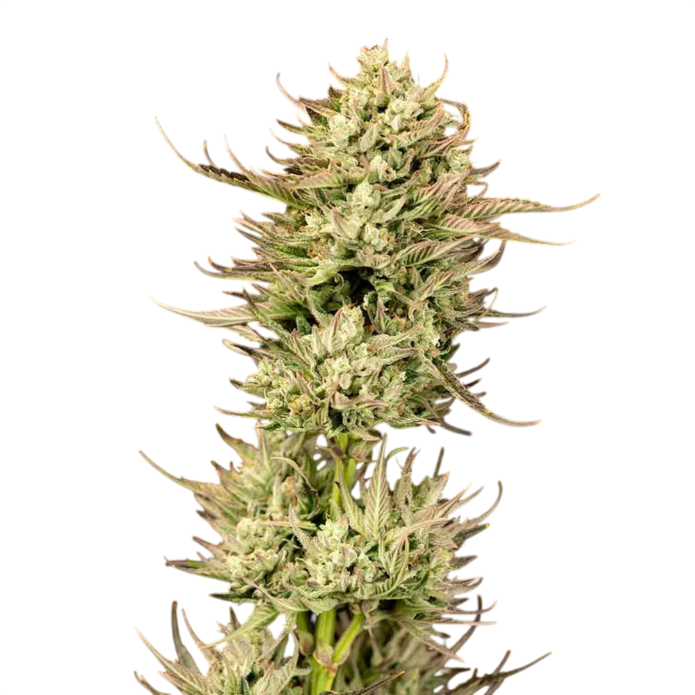 Gorilla Jealousy F1 | PHOTOFEM | Seedsman
