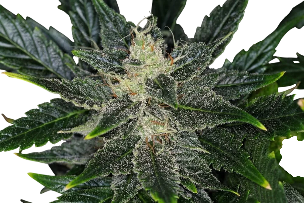 Gorilla King Auto | AUTOFEM | Kannabia Seeds