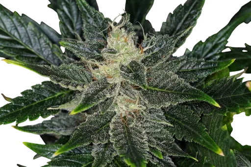 Gorilla King Auto