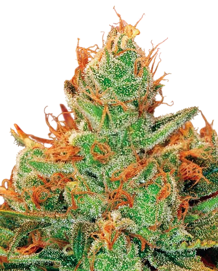 Gorilla Lilly – Produktansicht