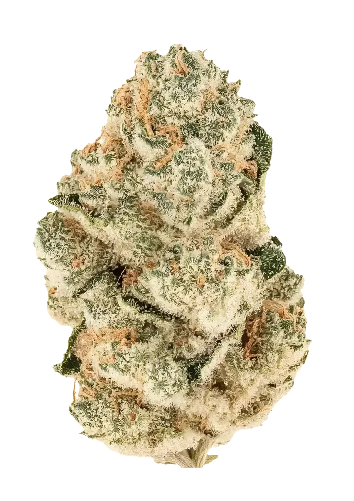 Gorilla Melon – Produktansicht
