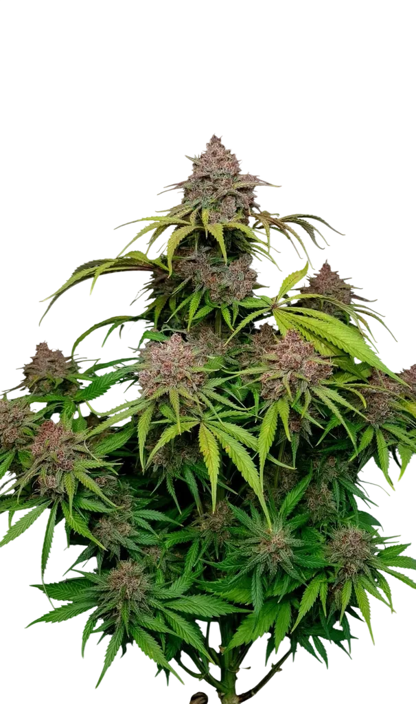Gorilla Punch Auto – Produktansicht
