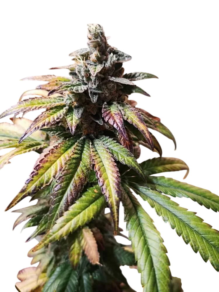 Gorilla Punch Auto – Produktansicht
