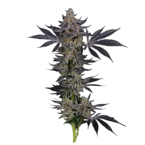 Gorilla Runtz | PHOTOFEM | Seedsman
