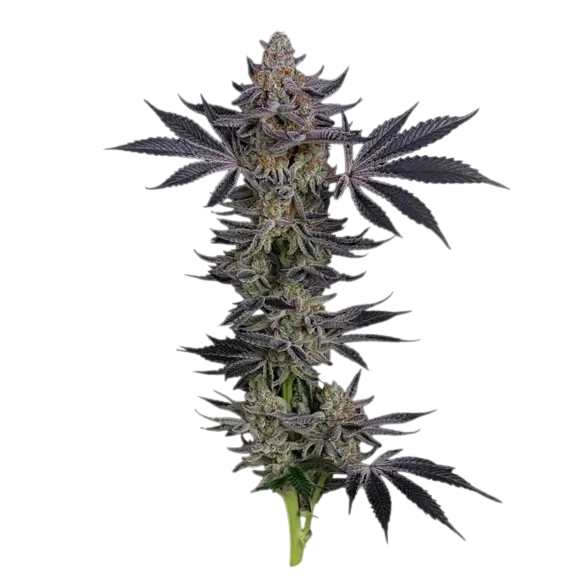 Gorilla Runtz | PHOTOFEM | Seedsman