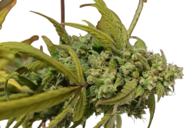 Gorilla SFV OG – Produktansicht