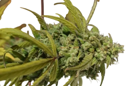 Gorilla SFV OG