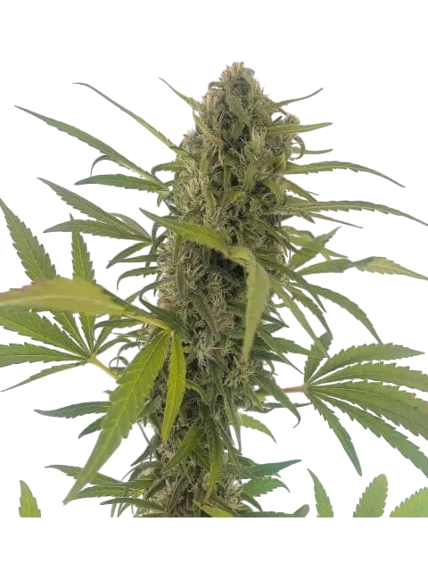 Gorilla Snow Ultra CBD – Produktansicht