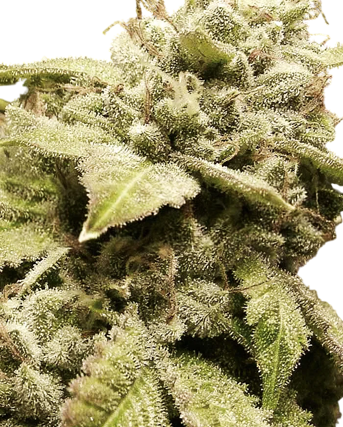 Gorilla White Widow – Produktansicht