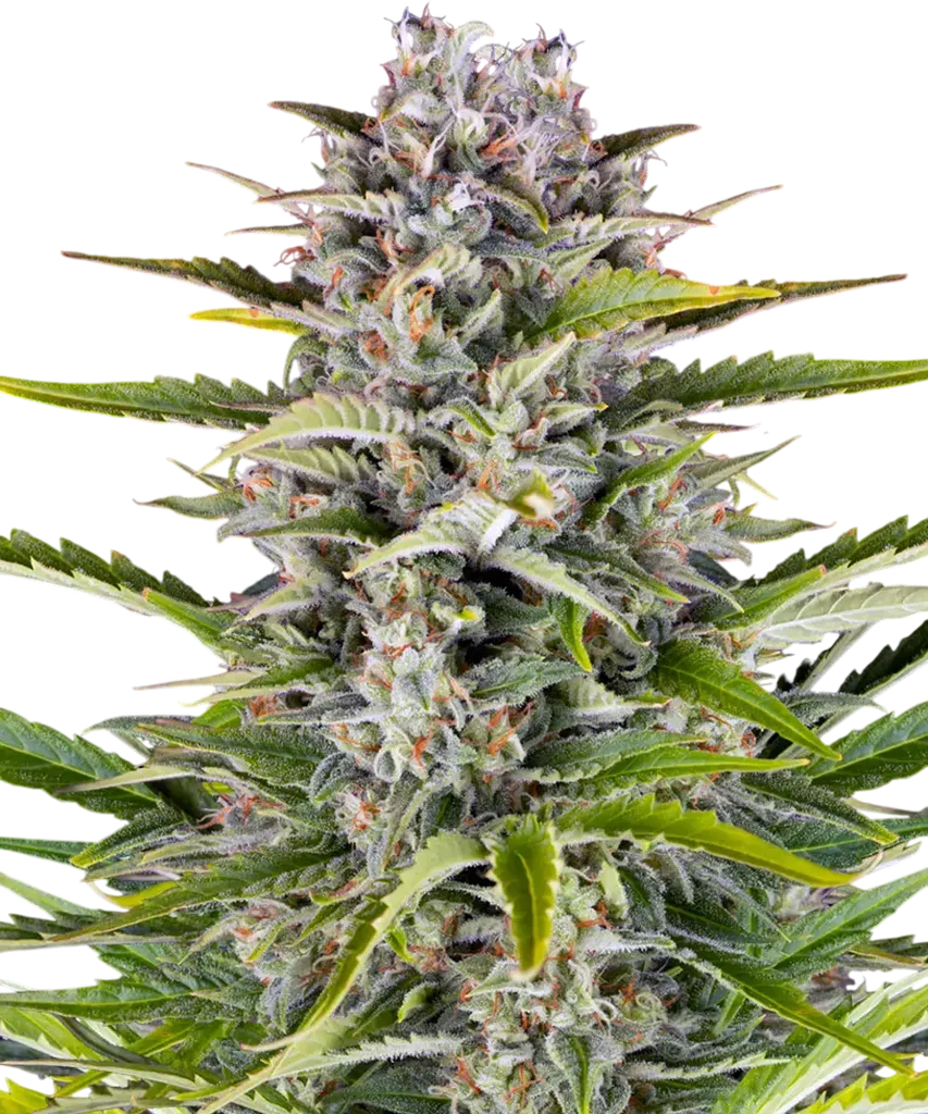 Gorilla Z Auto | AUTOFEM | Barneys Farm