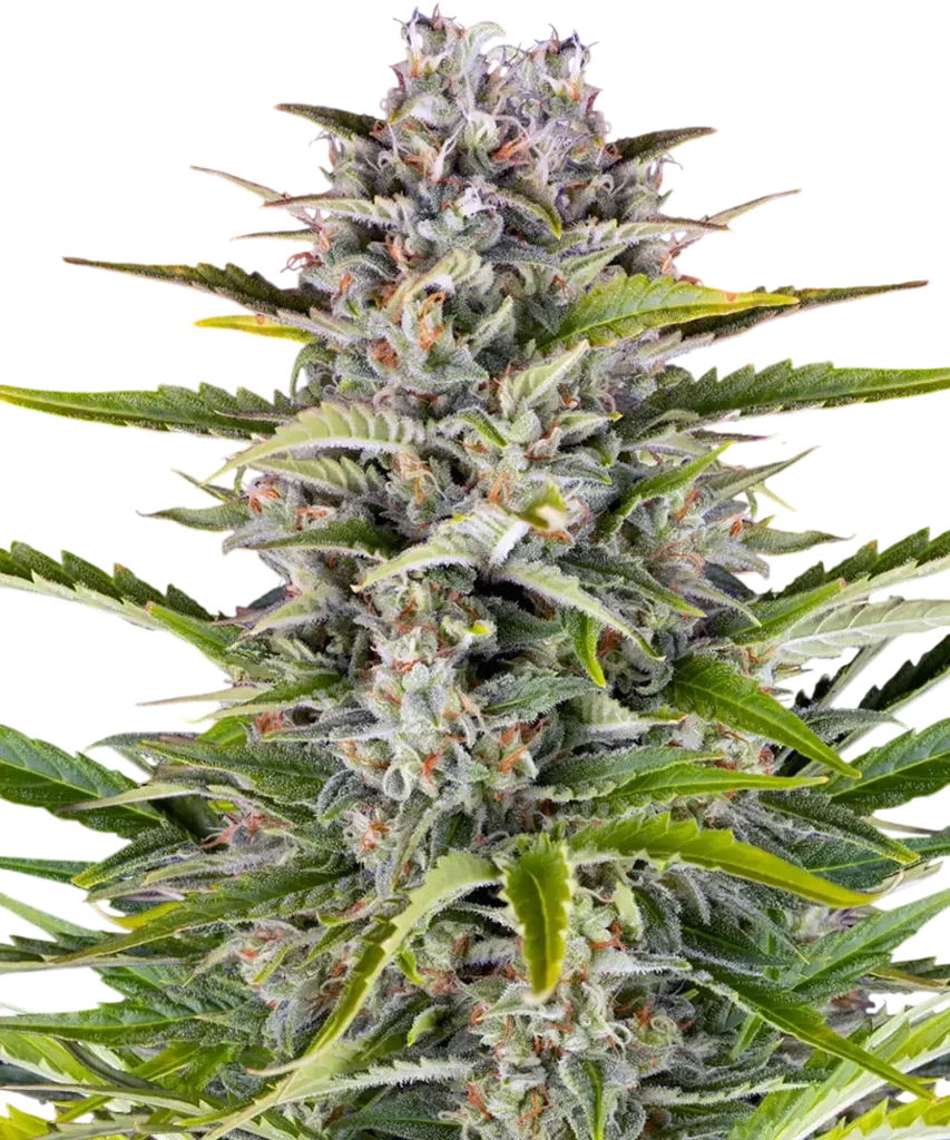 Gorilla Z Auto | AUTOFEM | Barneys Farm