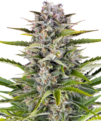 Gorilla Z Auto | AUTOFEM | Barneys Farm