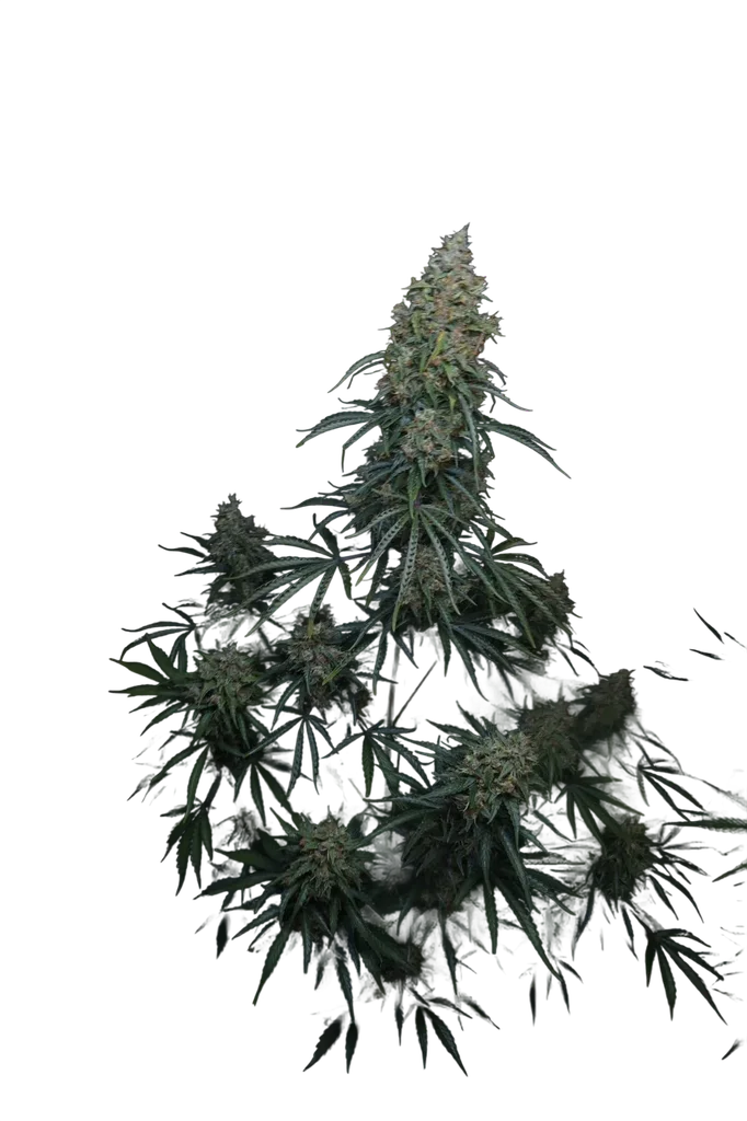 Gorilla Z Auto – Produktansicht