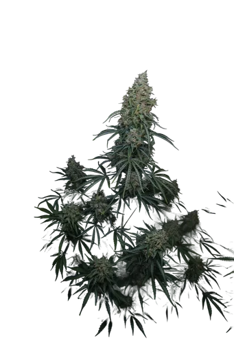 Gorilla Z Auto