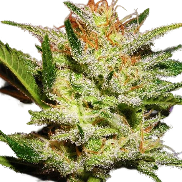 Amnesia Haze | PHOTOFEM | Nirvana Seeds