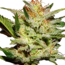 Amnesia Haze | PHOTOFEM | Nirvana Seeds