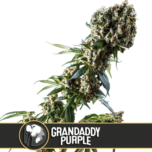 Granddaddy Purple – Produktansicht