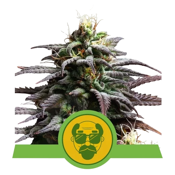 Granddaddy Purple Auto – Produktansicht