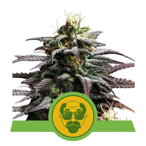 Granddaddy Purple Auto