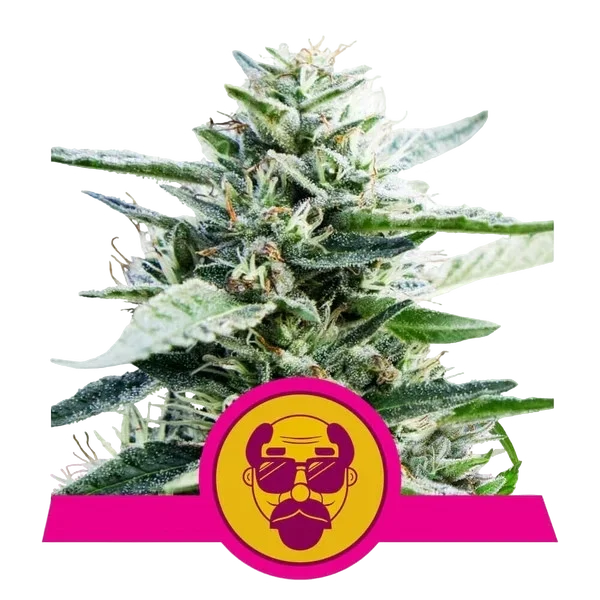 Granddaddy Purple – Produktansicht