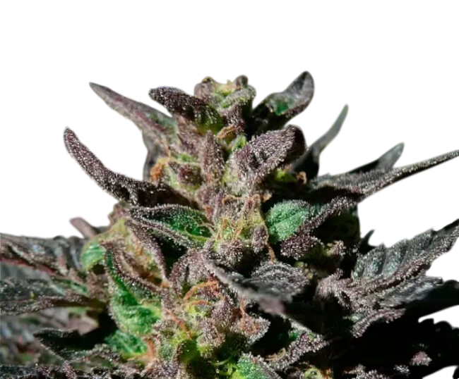 Granddaddy Purple – Produktansicht