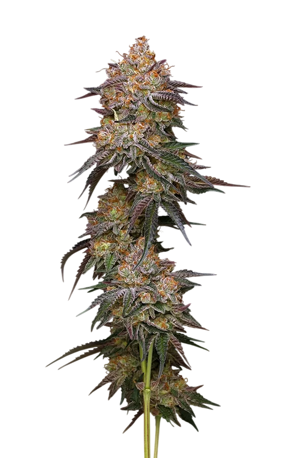 Granny Candy – Produktansicht